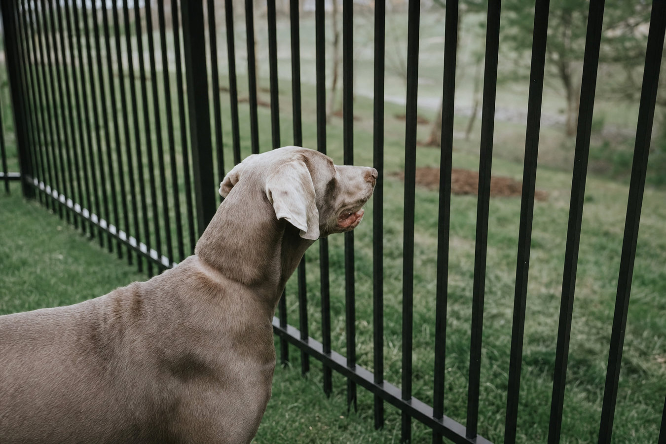 Pet and dog fencing